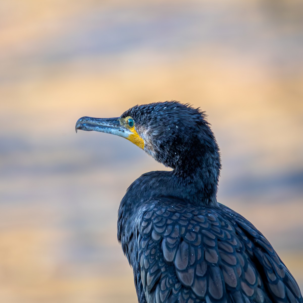 Great Cormorant - ML647323305