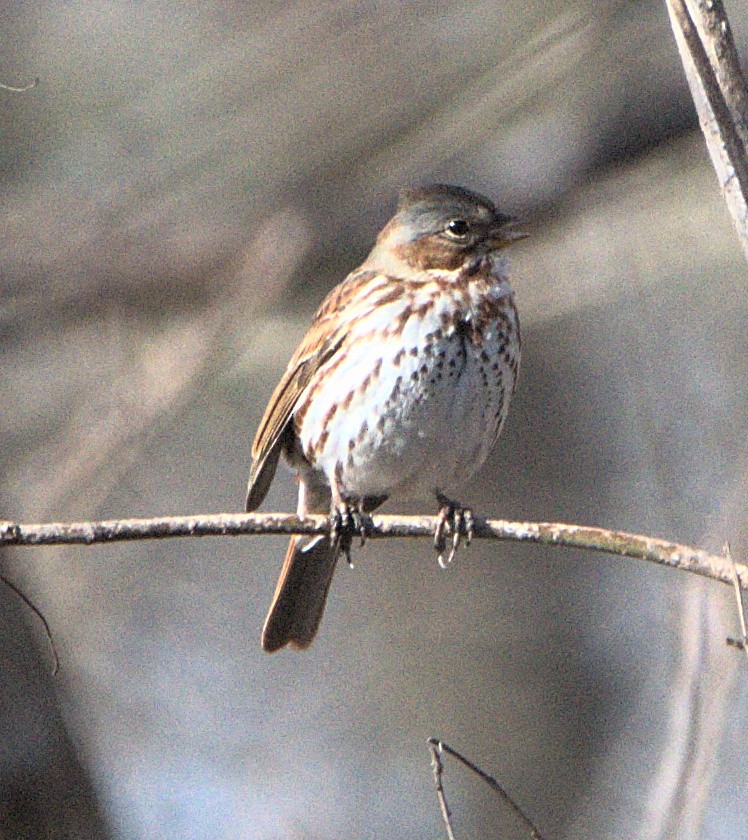 Fox Sparrow (Red) - ML647323306