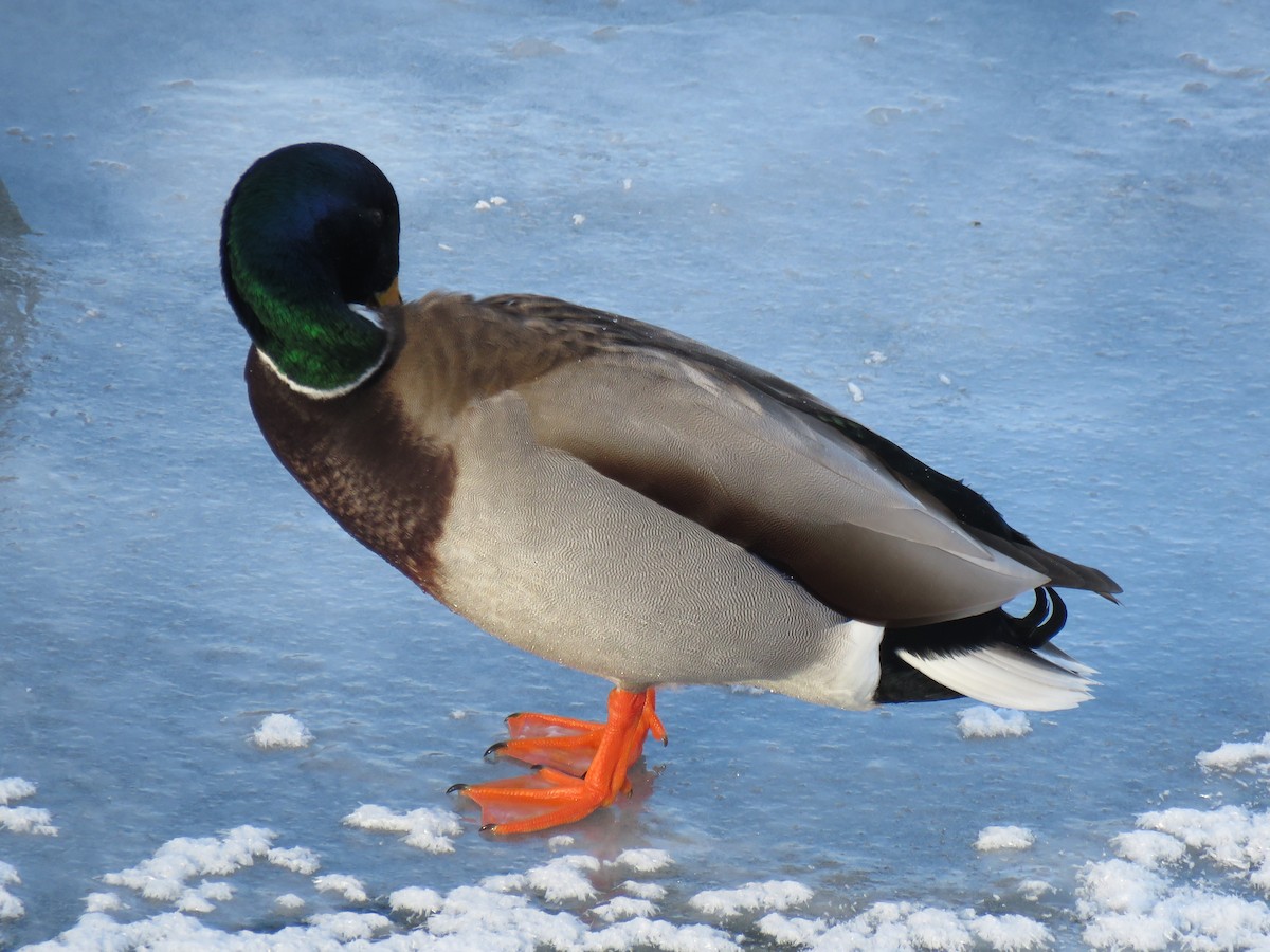 Mallard - ML647323307