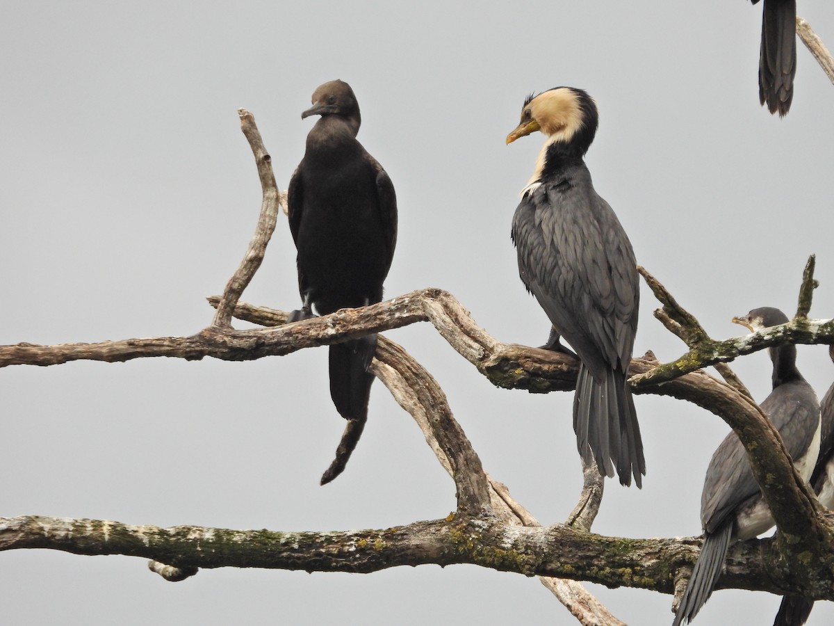 Little Pied Cormorant - ML647323309