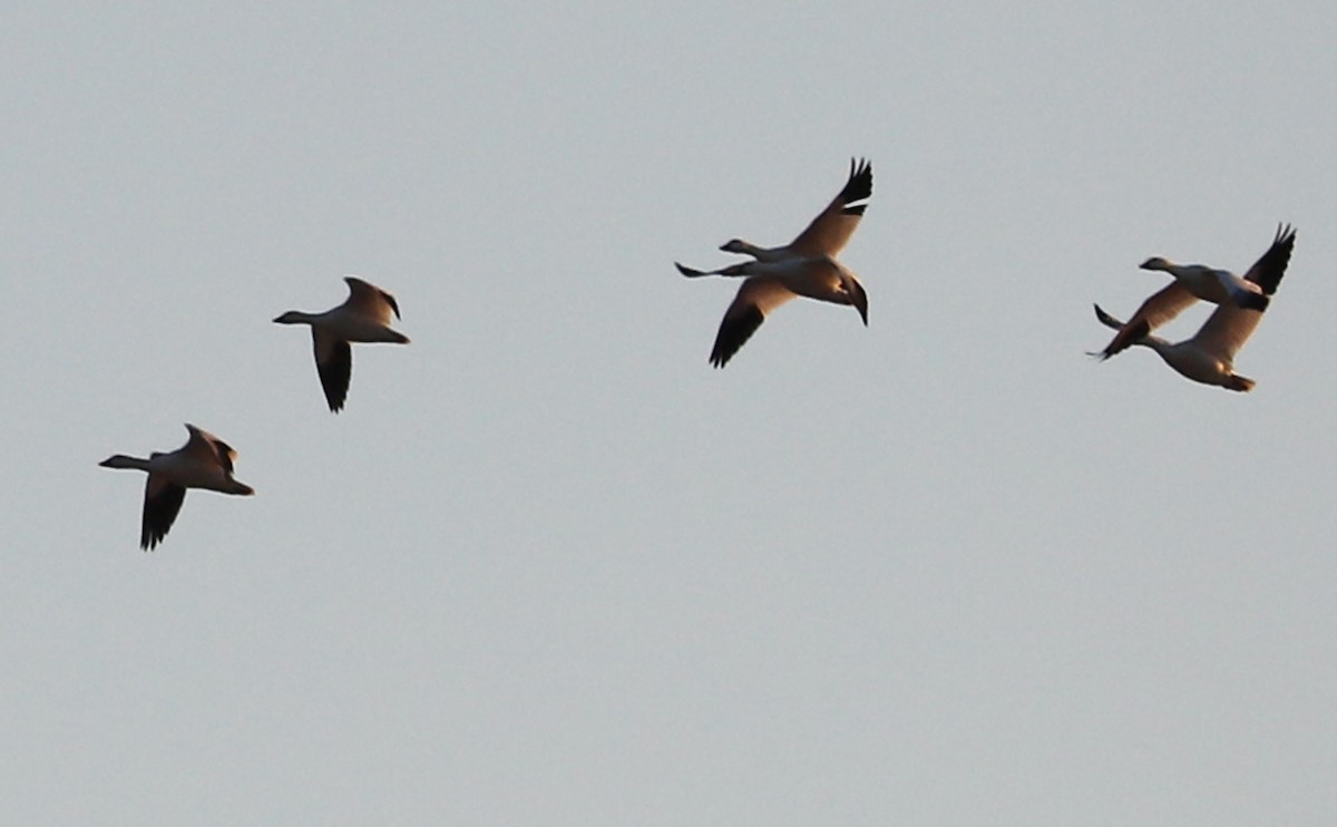 Snow Goose - ML647323310