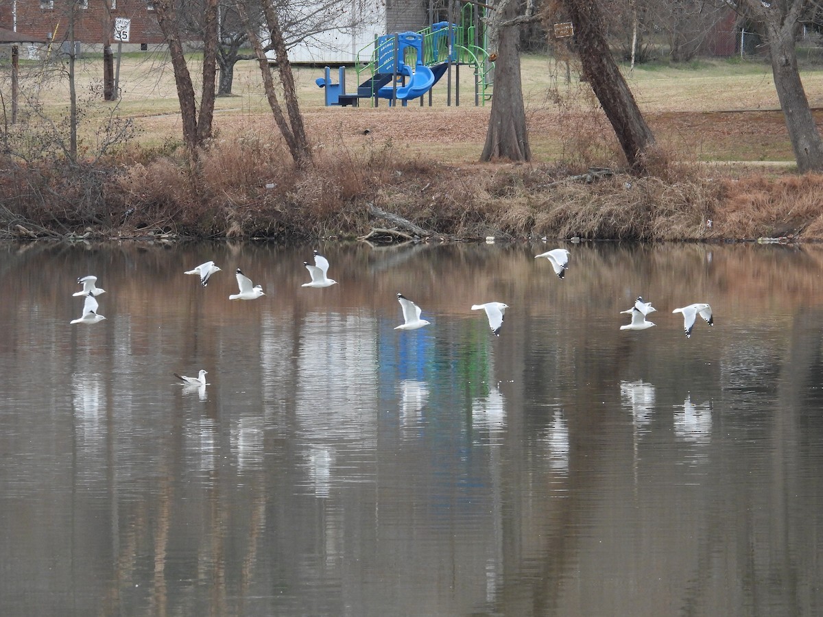 Ring-billed Gull - ML647323315