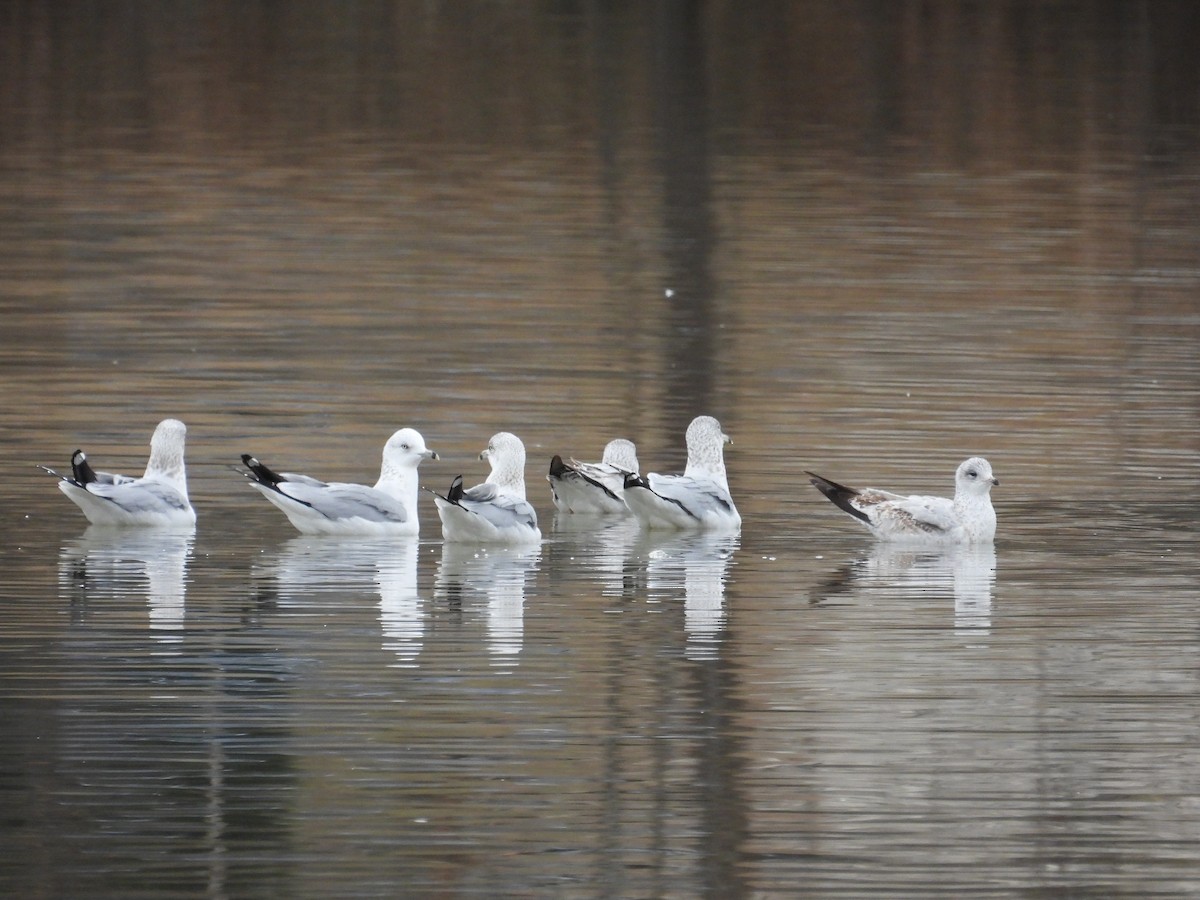 Ring-billed Gull - ML647323316