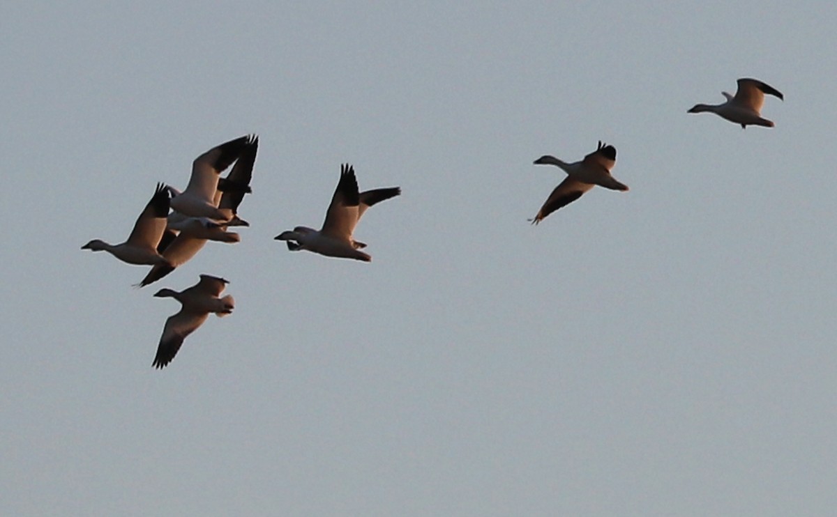 Snow Goose - ML647323317