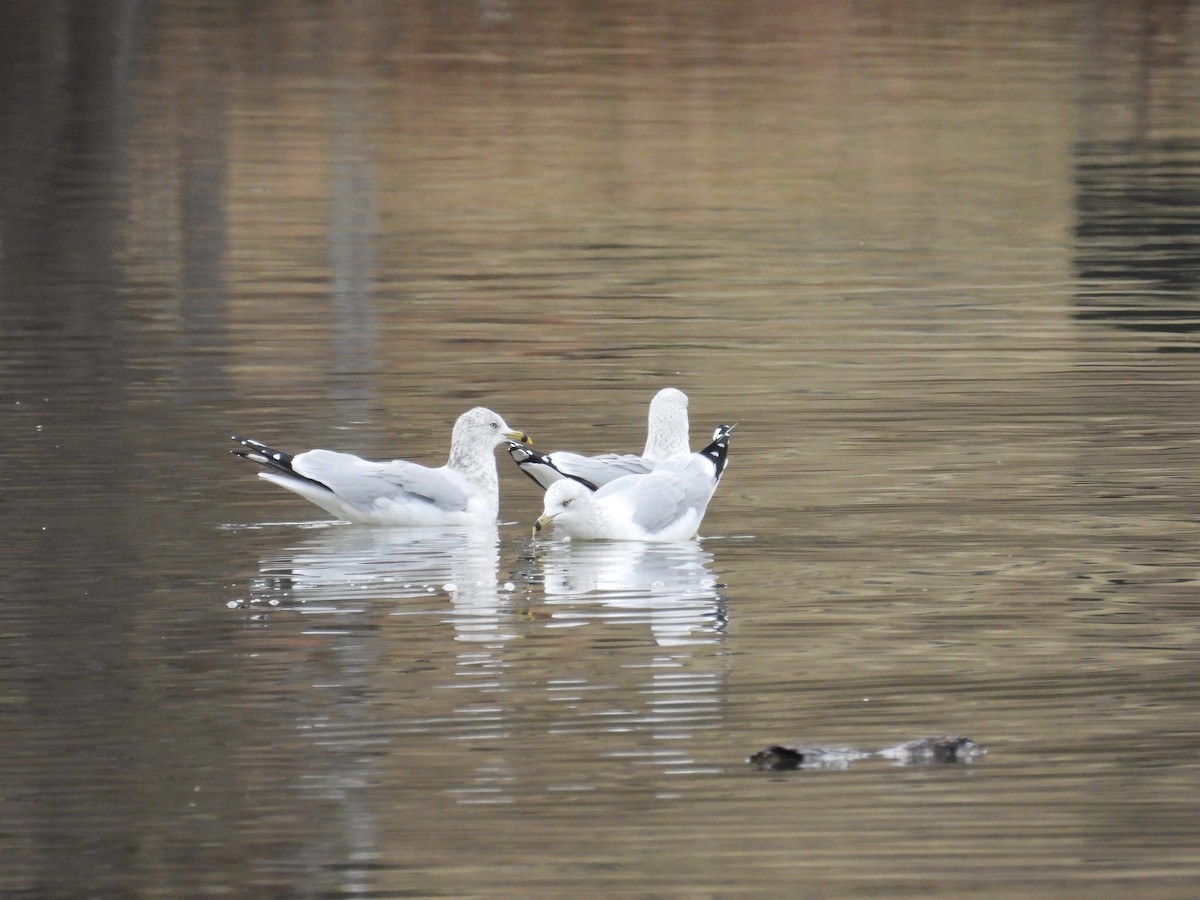 Ring-billed Gull - ML647323318