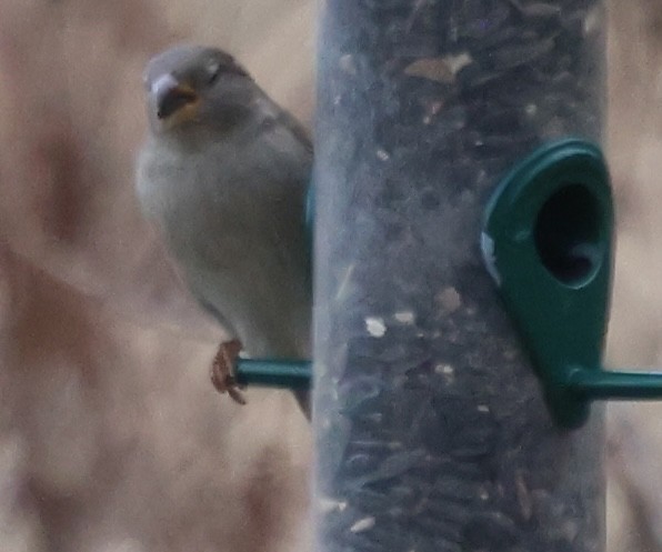 House Sparrow - ML647323320