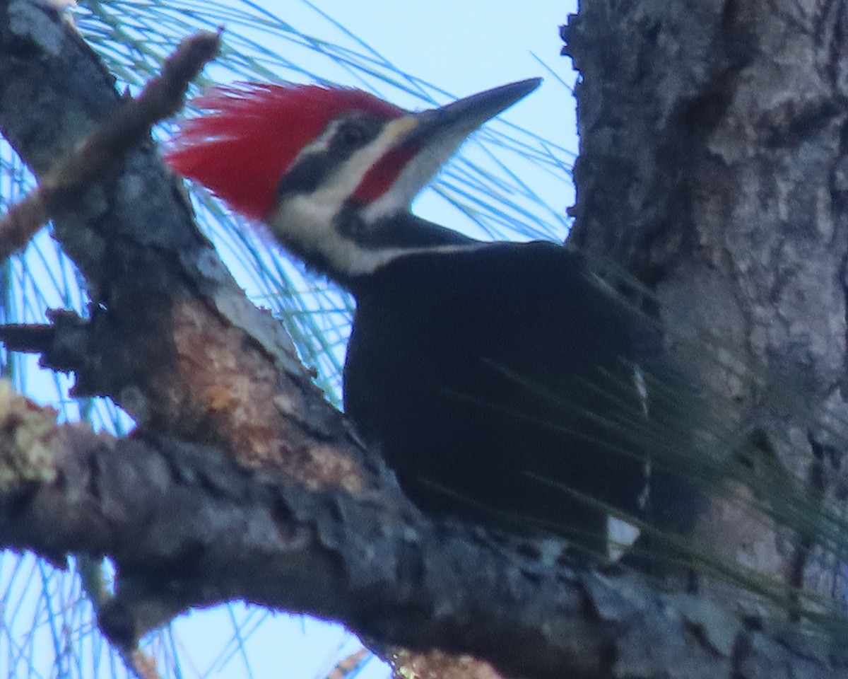 Pileated Woodpecker - ML647323321