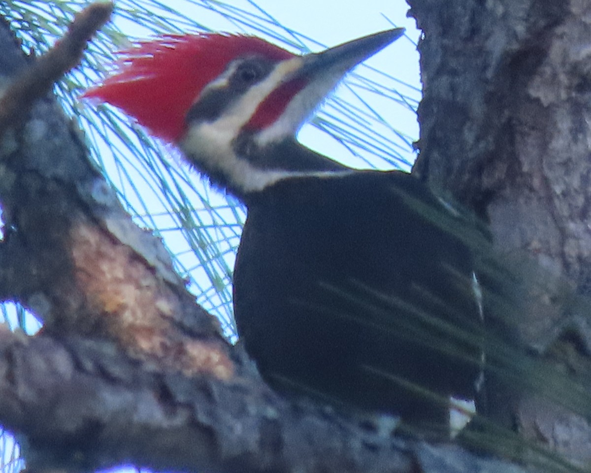 Pileated Woodpecker - ML647323322