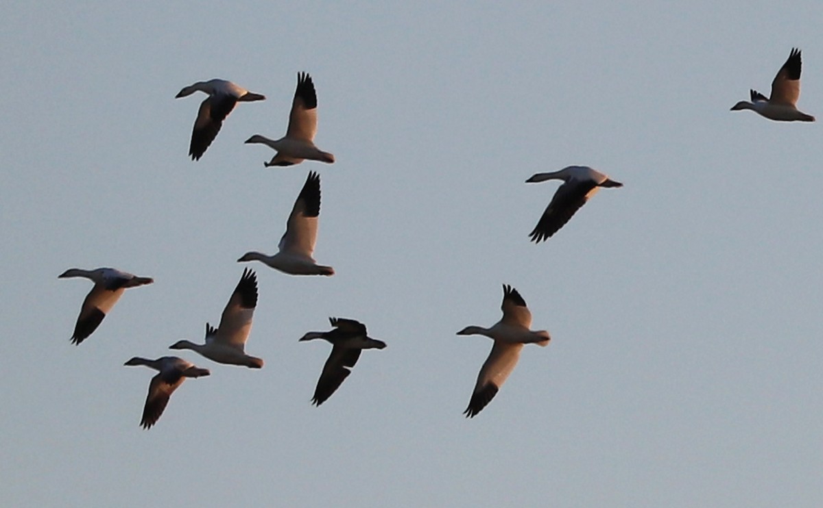 Snow Goose - ML647323323