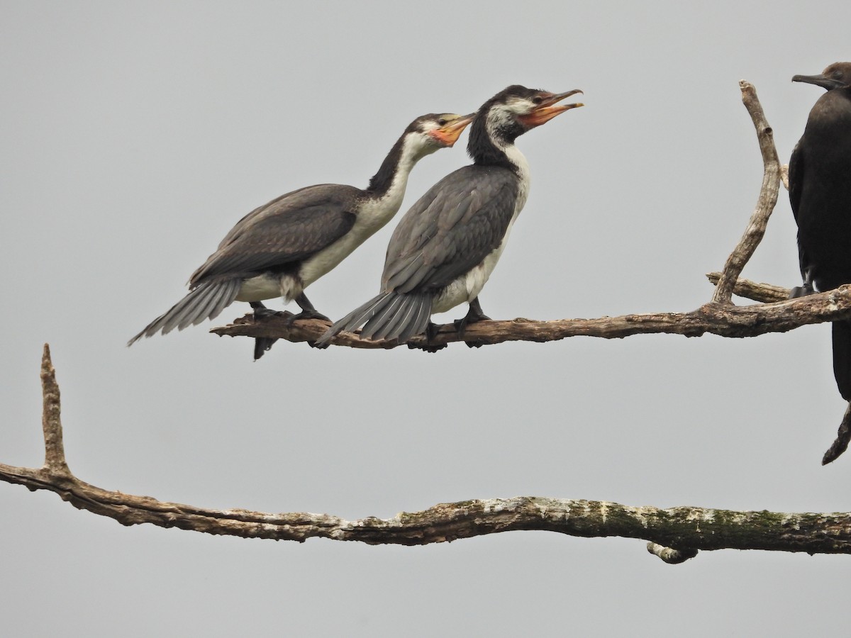 Little Pied Cormorant - ML647323324