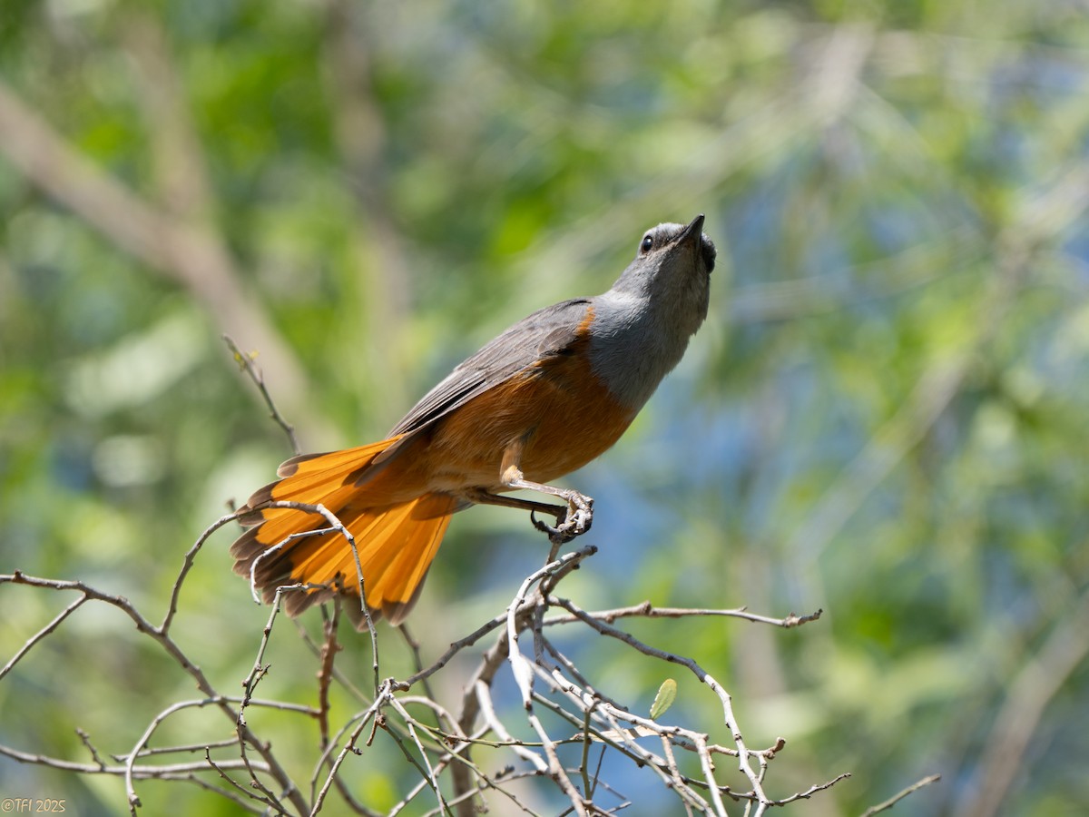Forest Rock-Thrush (Benson's) - ML647323325