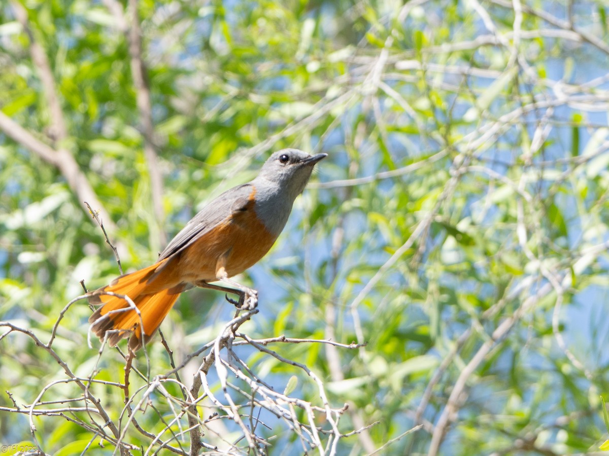 Forest Rock-Thrush (Benson's) - ML647323326