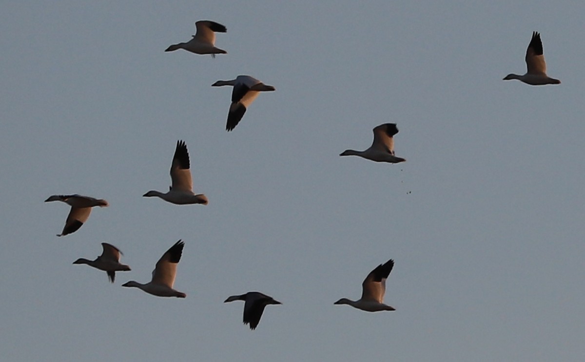 Snow Goose - ML647323335