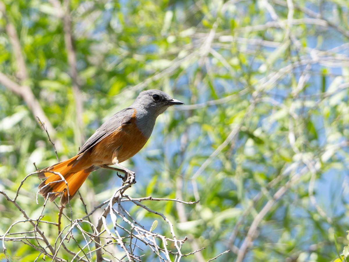 Forest Rock-Thrush (Benson's) - ML647323336