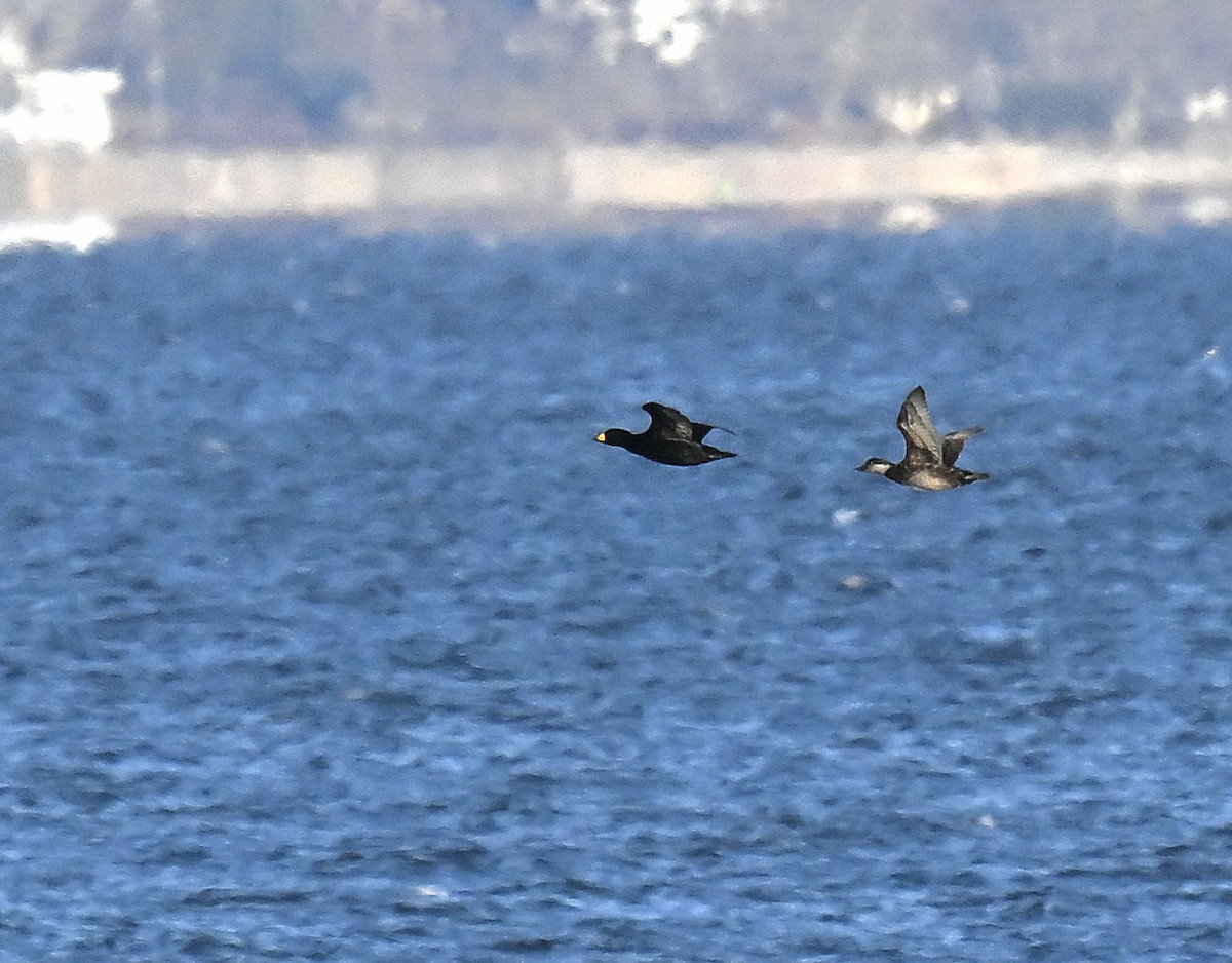 turpan žlutozobý - ML647323337