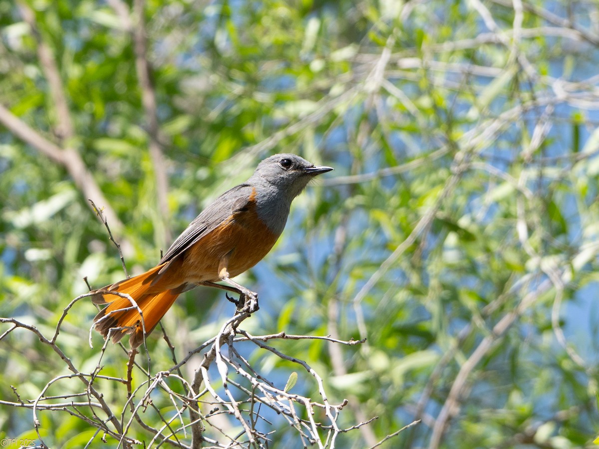 Forest Rock-Thrush (Benson's) - ML647323338