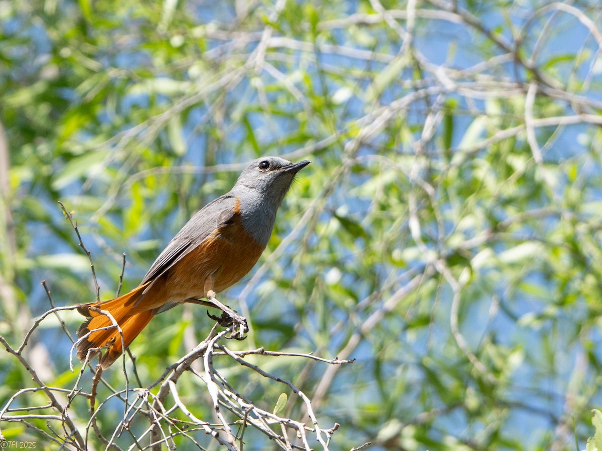 Forest Rock-Thrush (Benson's) - ML647323340