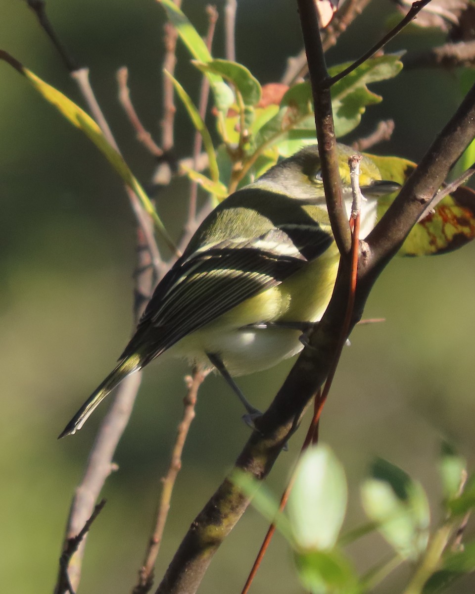 Vireo Ojiblanco - ML647323341