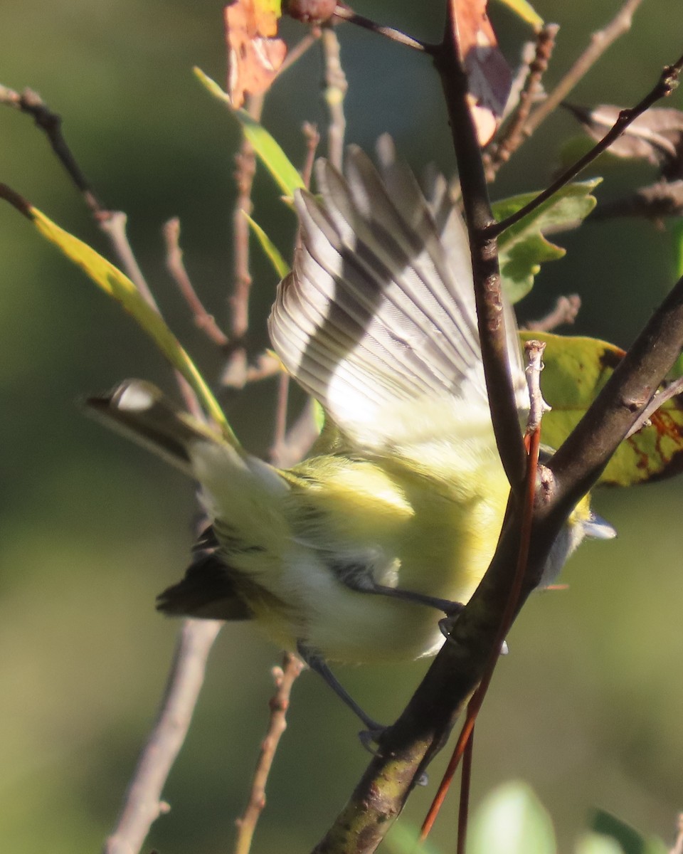 Vireo Ojiblanco - ML647323343
