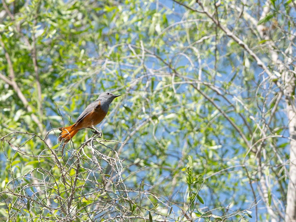 Forest Rock-Thrush (Benson's) - ML647323349