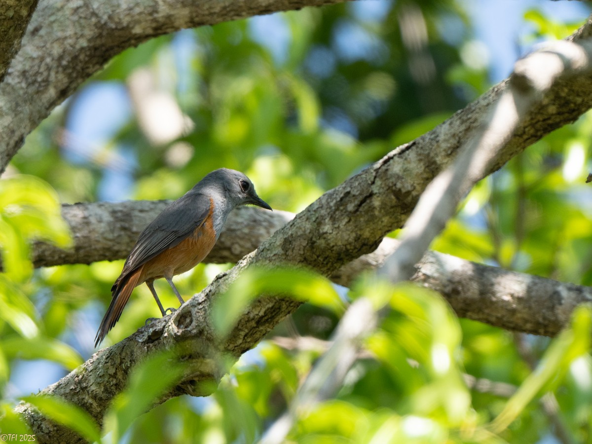 Forest Rock-Thrush (Benson's) - ML647323353