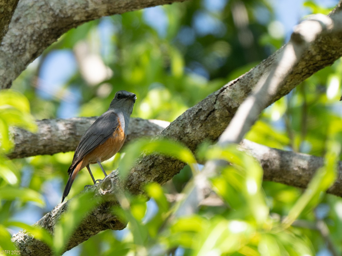 Forest Rock-Thrush (Benson's) - ML647323355