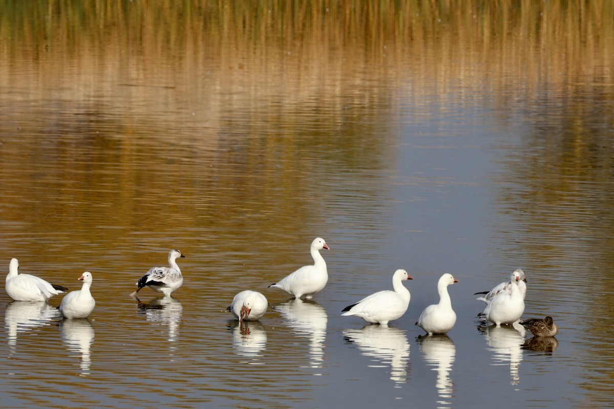 Snow Goose - ML647323360