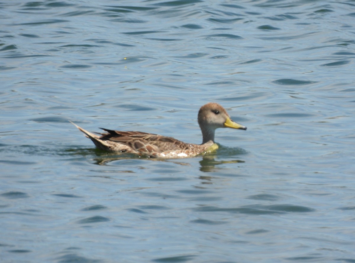 Шилохвіст жовтодзьобий - ML647323364