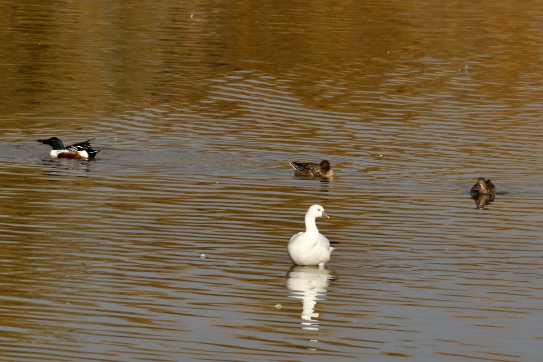 husa bělostná - ML647323370