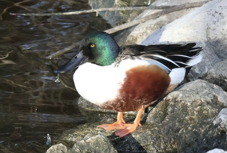 lžičák pestrý - ML647323389