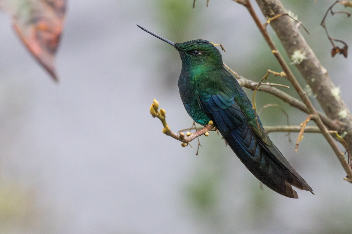 Great Sapphirewing - ML647323397