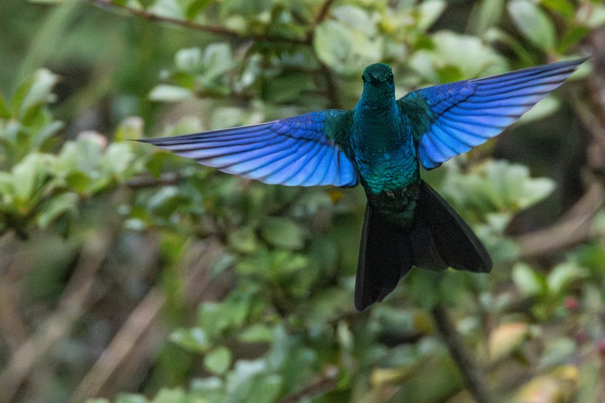 Great Sapphirewing - ML647323398