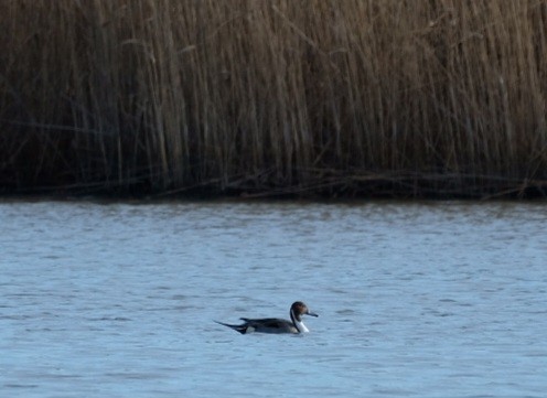 Northern Pintail - ML647323399