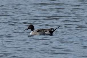 Northern Pintail - ML647323400