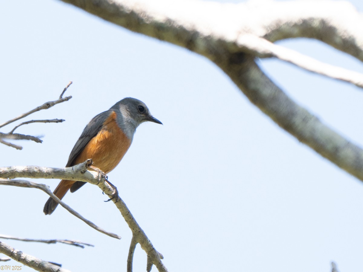 Forest Rock-Thrush (Benson's) - ML647323403