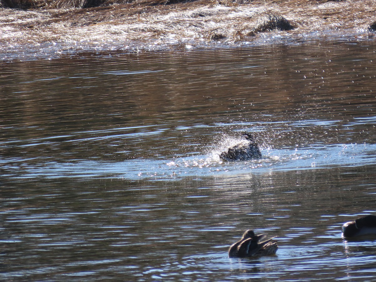 Ánade Azulón - ML647323414