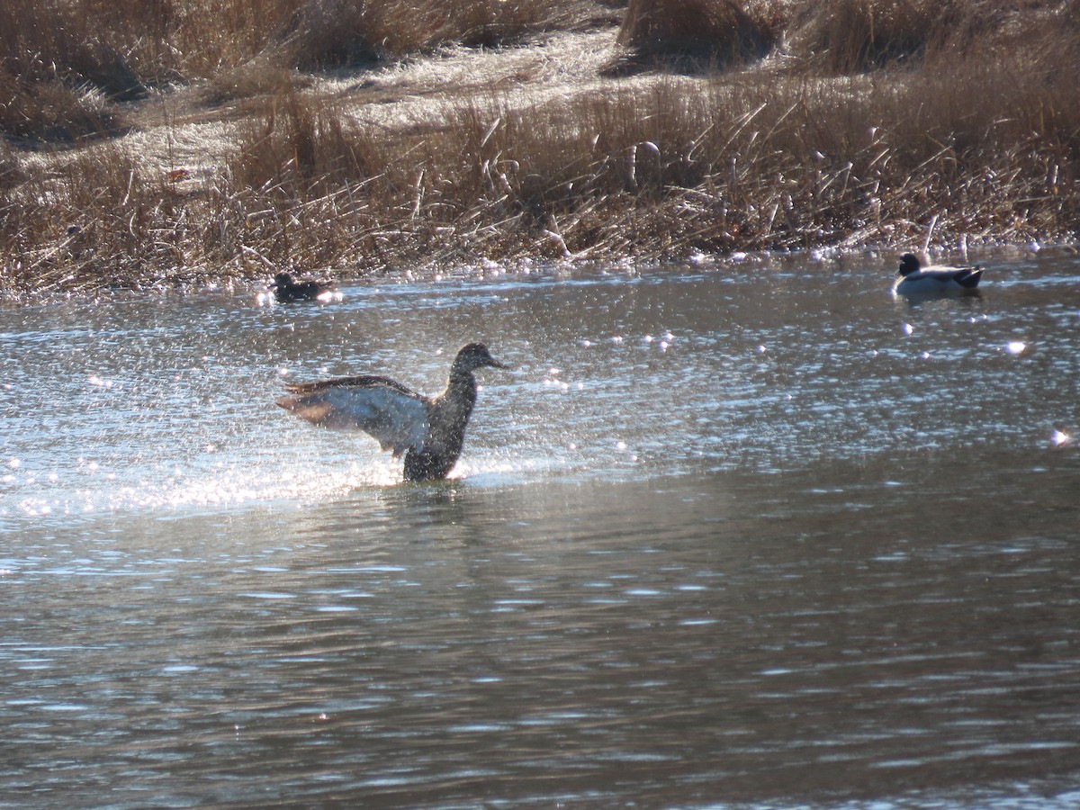 Ánade Azulón - ML647323420