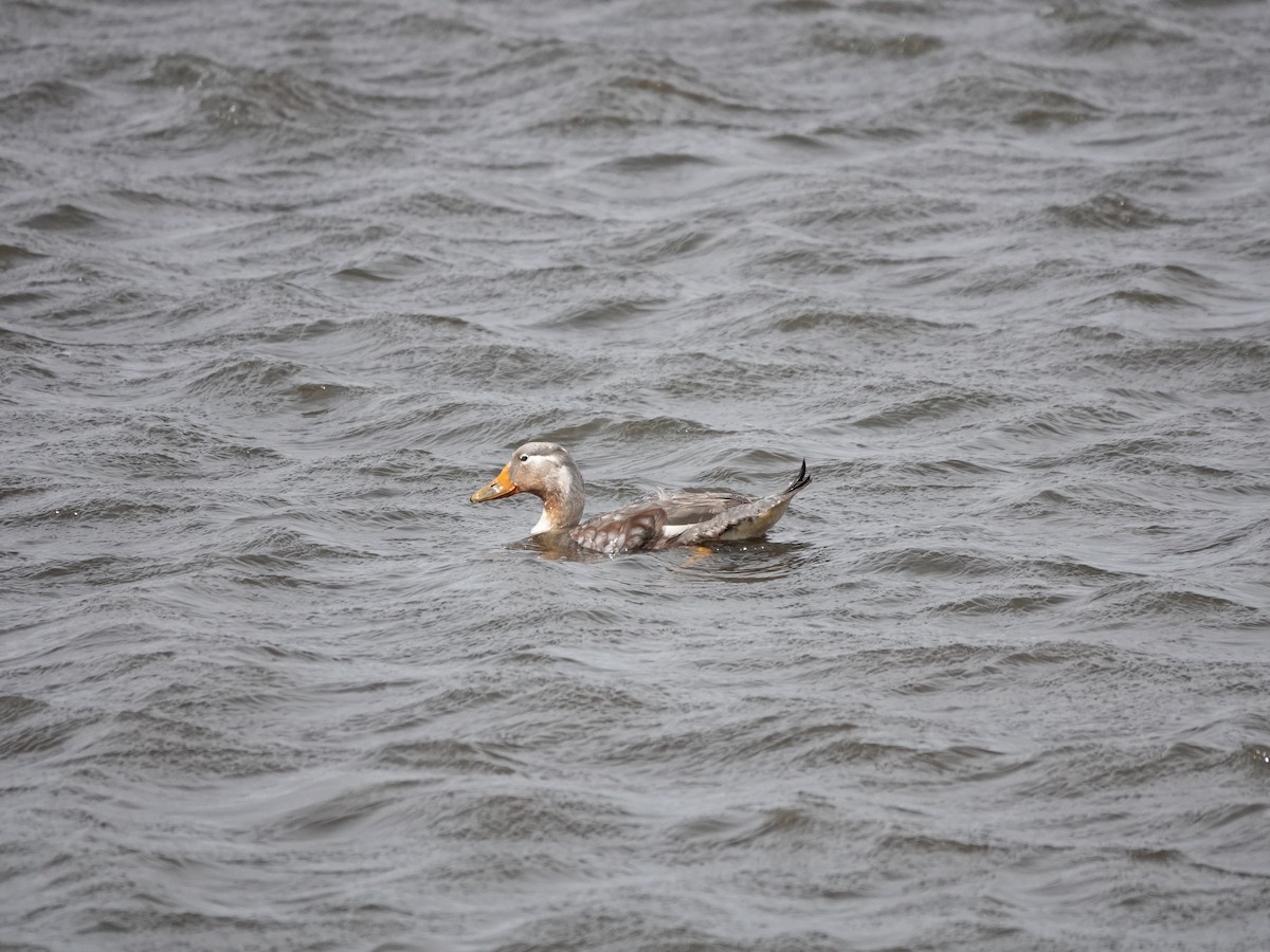 Flying Steamer-Duck - ML647323428