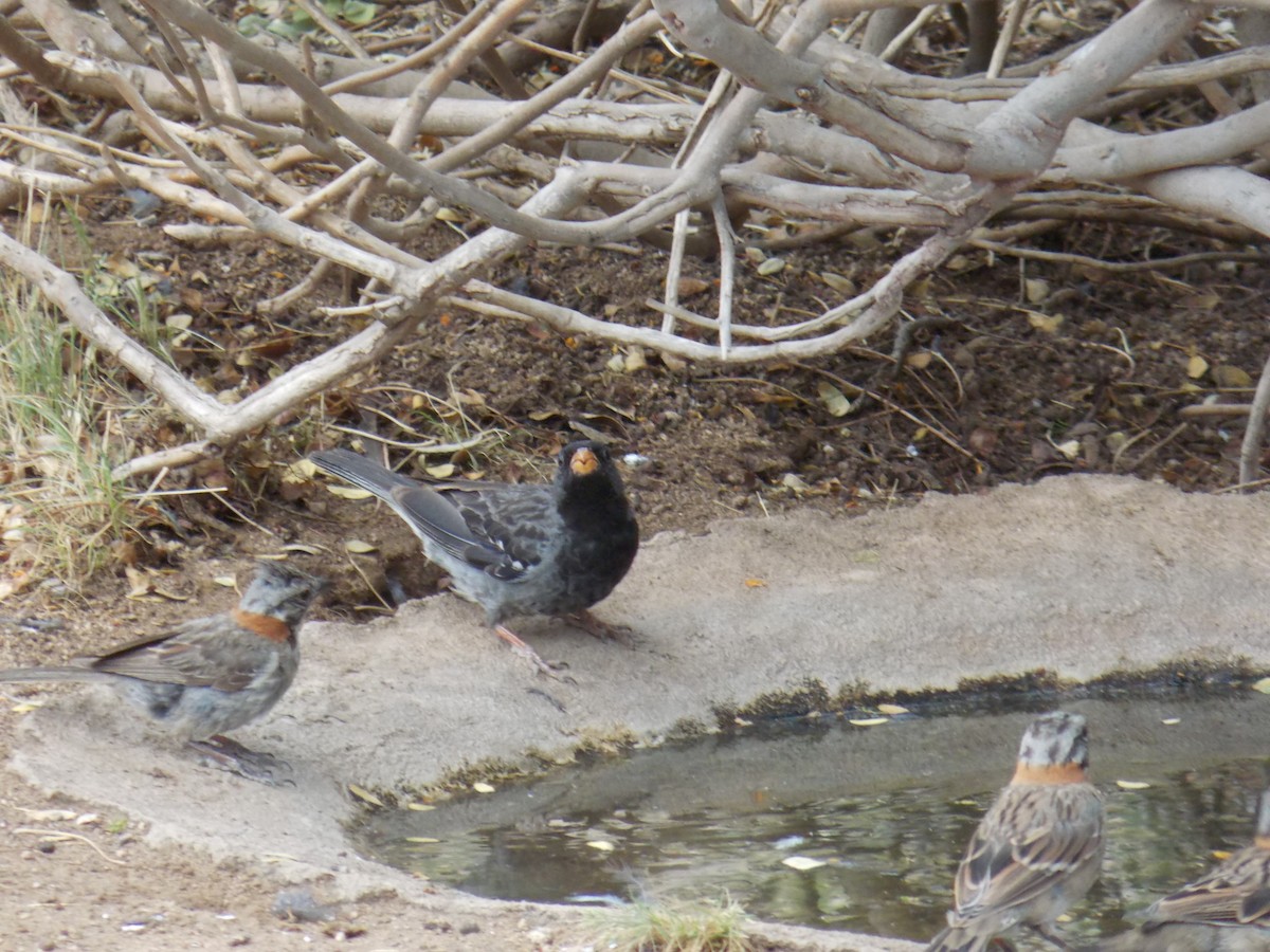 Mourning Sierra Finch - ML647323429