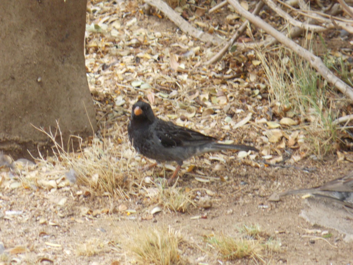 Mourning Sierra Finch - ML647323430
