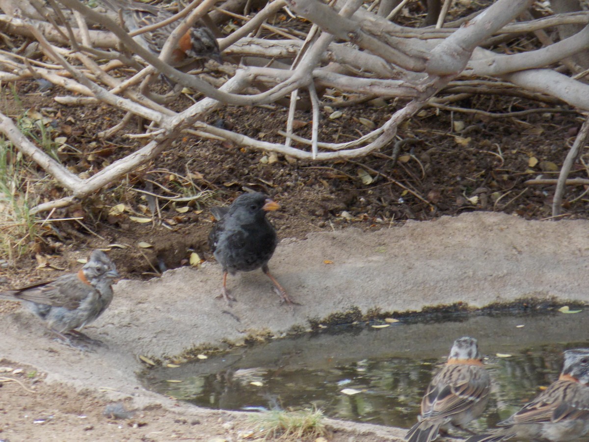 Mourning Sierra Finch - ML647323431