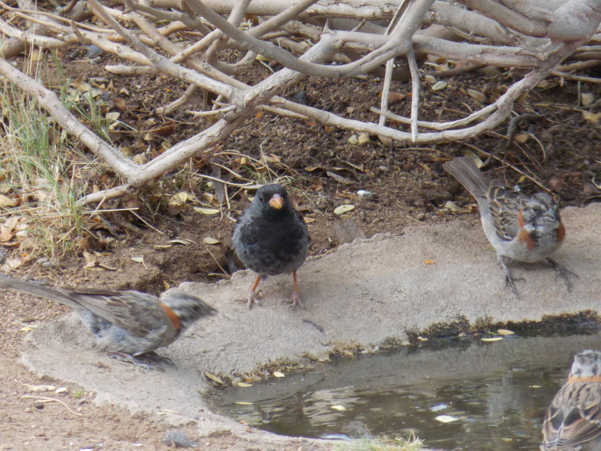 Mourning Sierra Finch - ML647323432