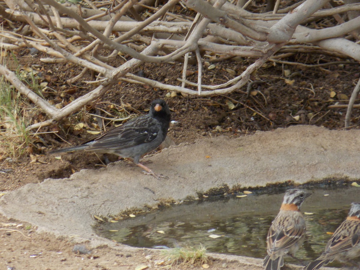 Mourning Sierra Finch - ML647323433