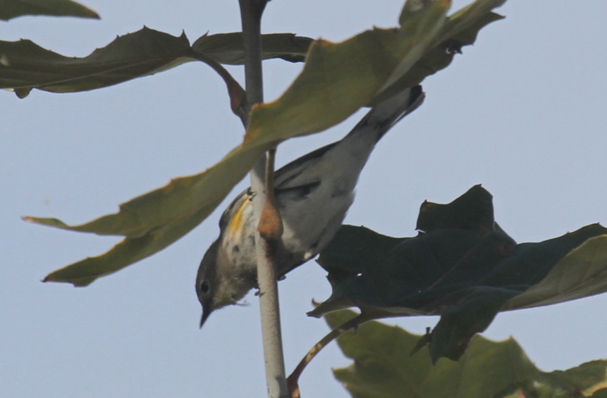 Yellow-rumped Warbler - ML647323439