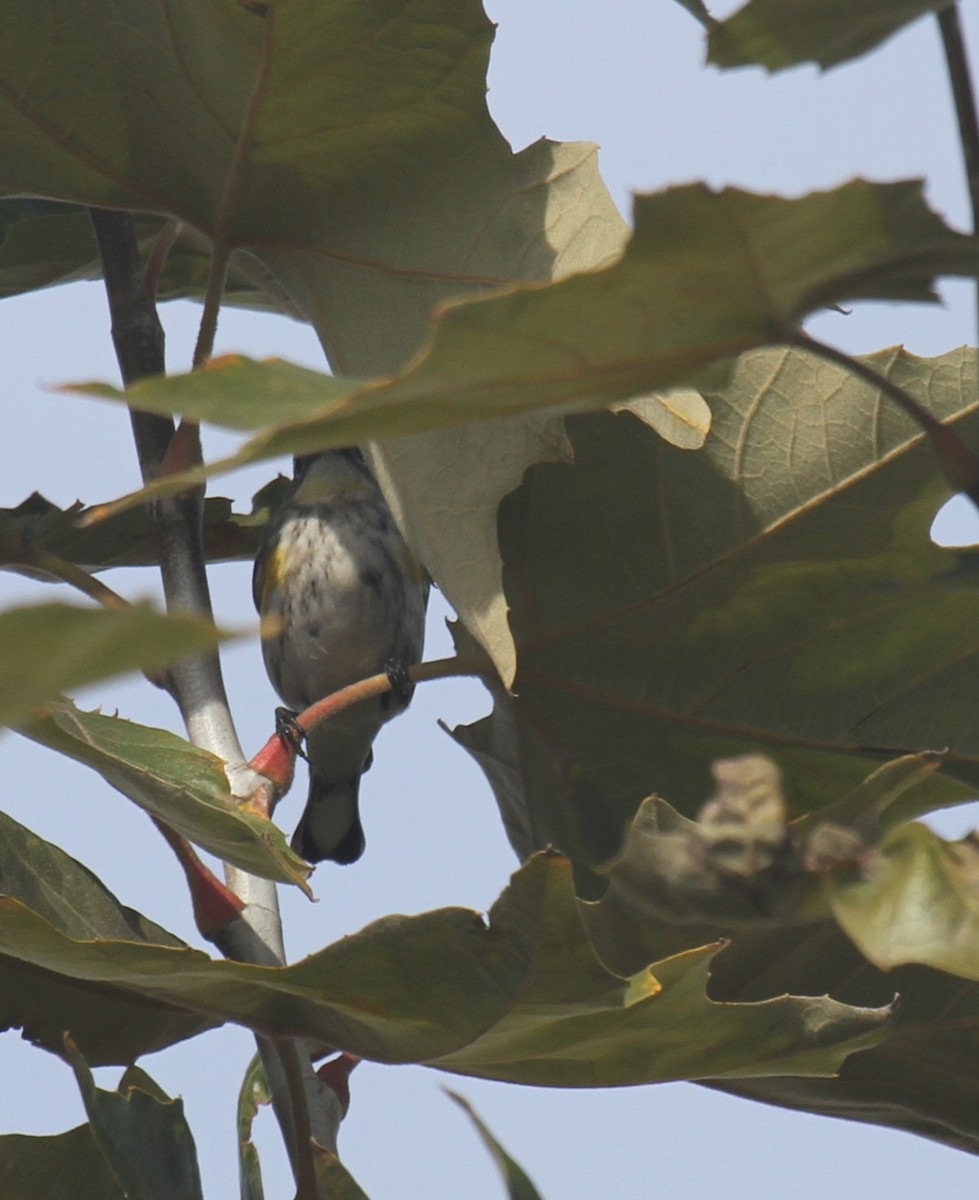 Yellow-rumped Warbler - ML647323440