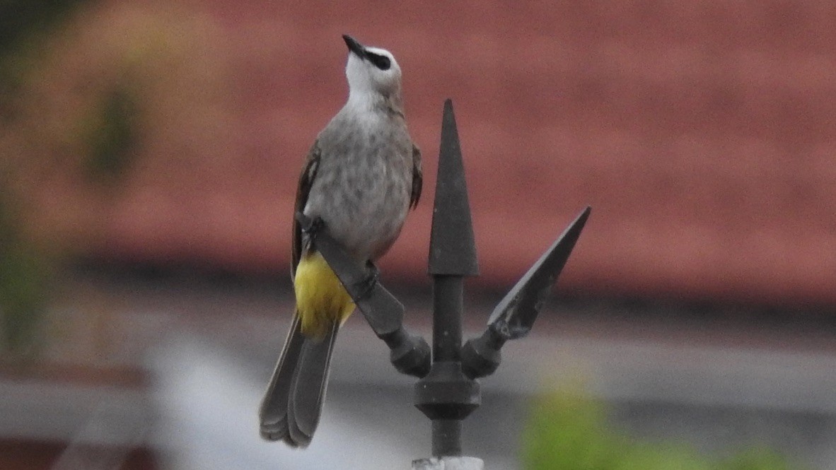 Yellow-vented Bulbul - ML647323444