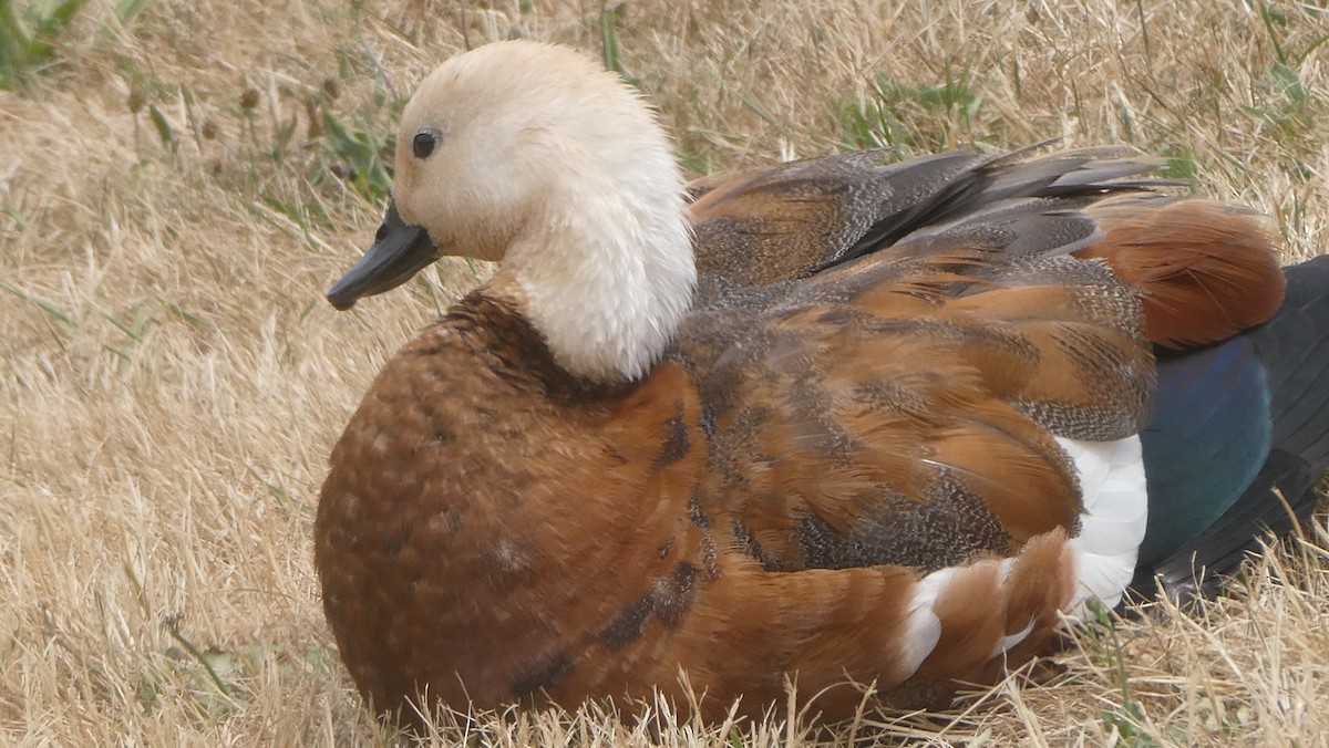Paradise Shelduck - ML647323446