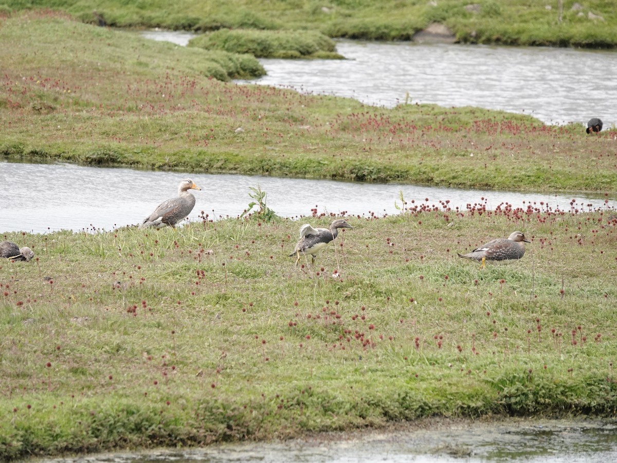 Flying Steamer-Duck - ML647323447