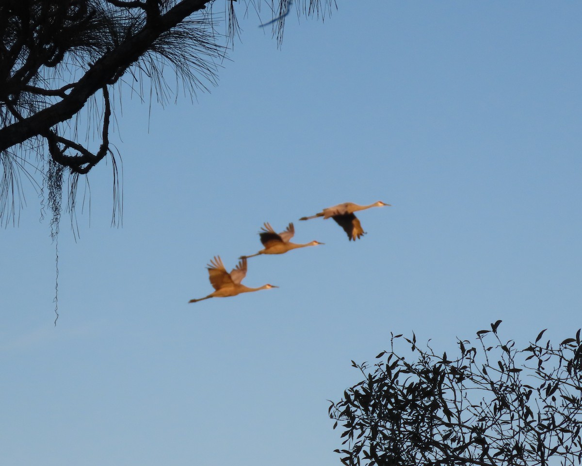 Kanada Turnası - ML647323453