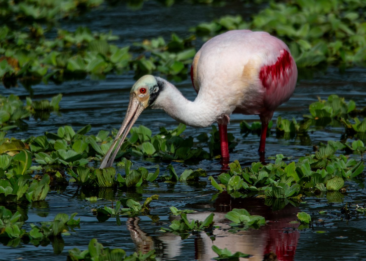 Roseate Spoonbill - ML647323458
